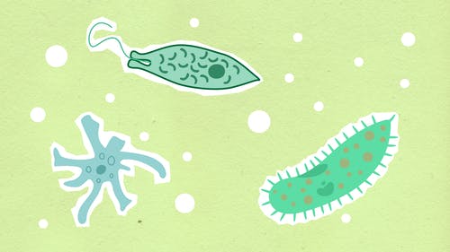 污水處理微生物反應(yīng)原理及影響因素！